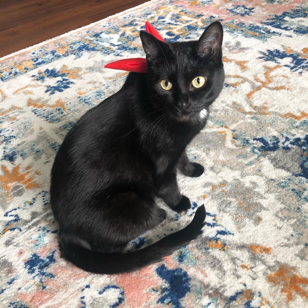 Meet your Posher, Dakota